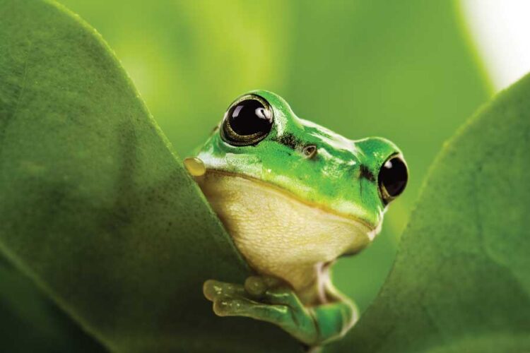 The Importance of Biodiversity